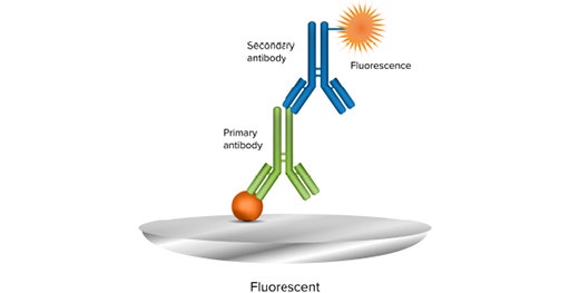 Il western blot in fluorescenza utilizza un anticorpo secondario coniugato con un fluoroforo