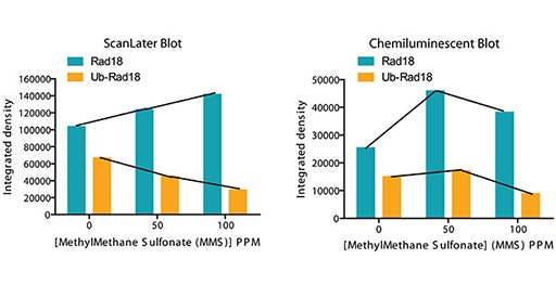 Rilevazione e quantificazione di proteine con il sistema di rilevazione di western blot ScanLater