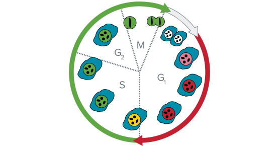 Analisi del ciclo cellulare