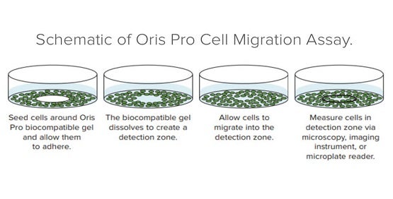 Analisi della migrazione cellulare con il saggio Oris Pro