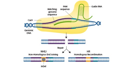 Validazione di cellule sottoposte a editing con il sistema CRISPR utilizzando tecniche di imaging e rilevazione di western blot