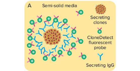 Screening della produttività dei cloni e titolo