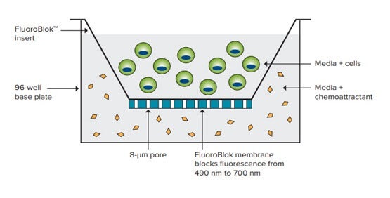 Valutazione della migrazione cellulare con Fluoroblok