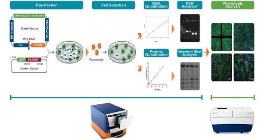 Esperimenti di editing genomico con la tecnologia CRISPR/Cas9