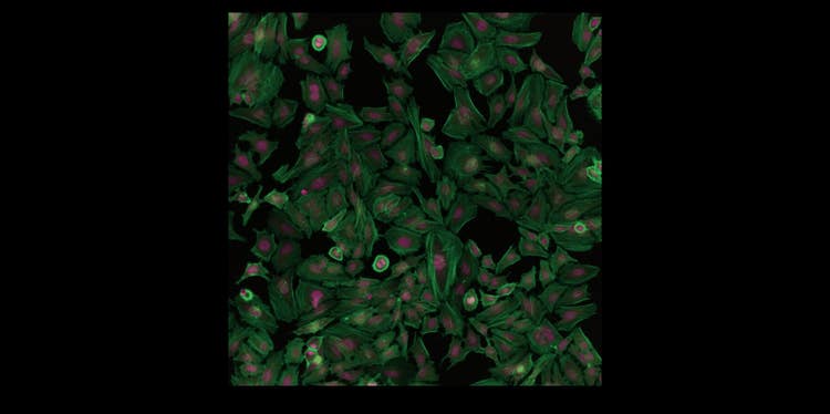 Sistema di imaging cellulare Pico