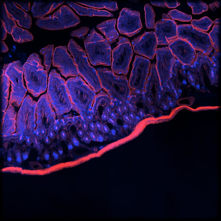 Sistema di imaging Micro Confocal