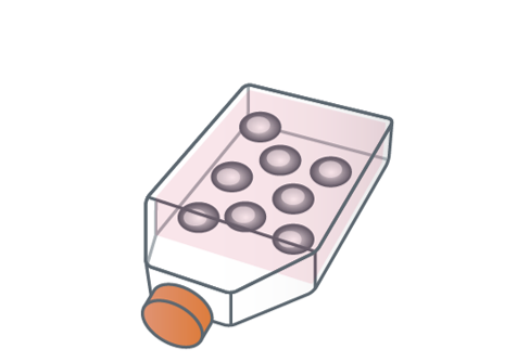 Preparazione delle cellule di mieloma