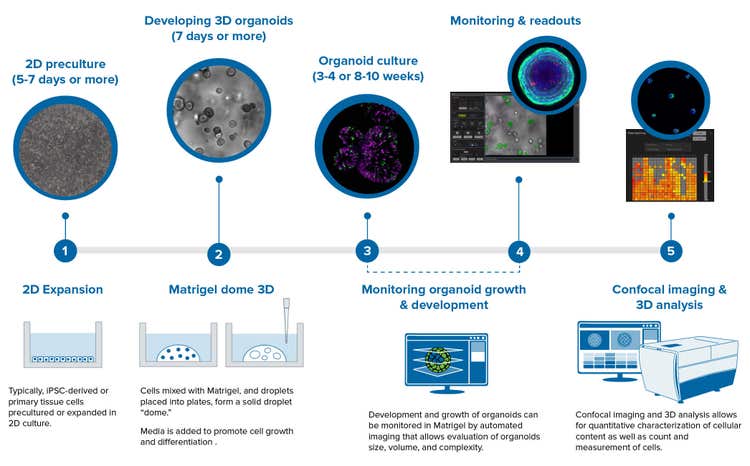 Illustrazione del flusso di lavoro per gli organoidi