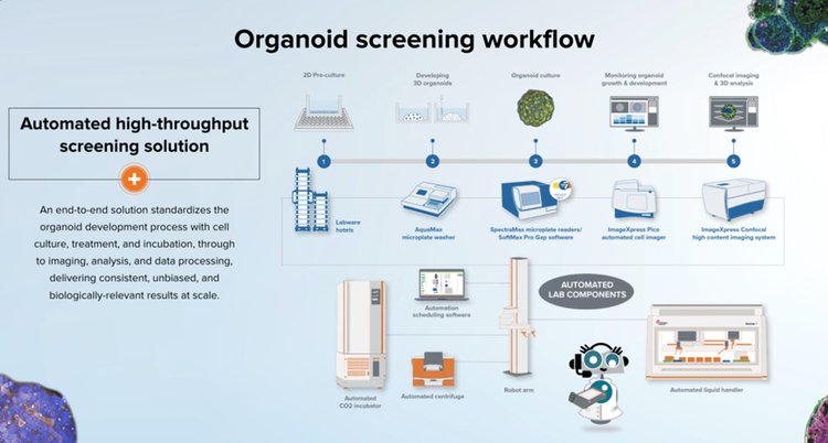 Flusso di lavoro per lo screening di organoidi