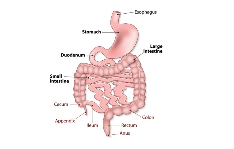 Il tratto gastrointestinale (immagine dell’Università del Missouri Health Care)