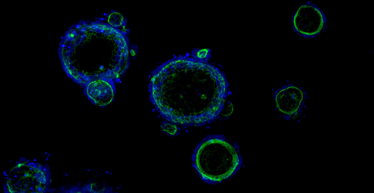 Organoidi 3D Ready