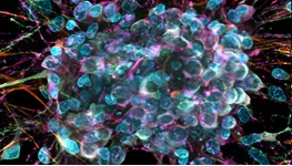 3D cell culture imaging