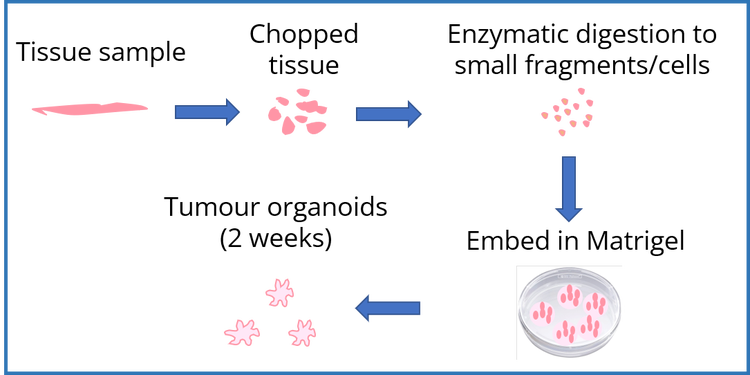Digestione enzimatica a piccoli frammenti/cellule