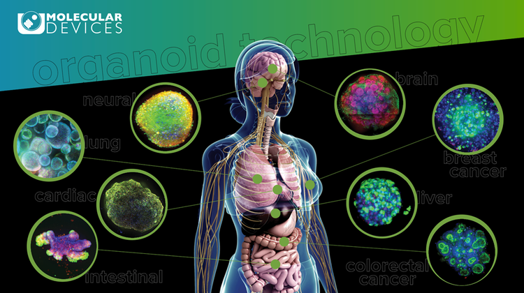 Tecnologia degli organoidi