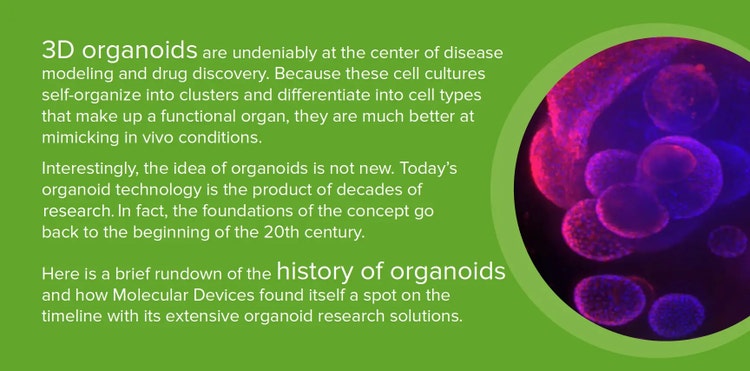 Cronologia-ricerca-organoidi-3d