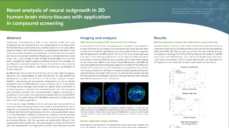 L’innovativa analisi della crescita neurale in microtessuti cerebrali umani 3D con applicazione allo screening dei composti