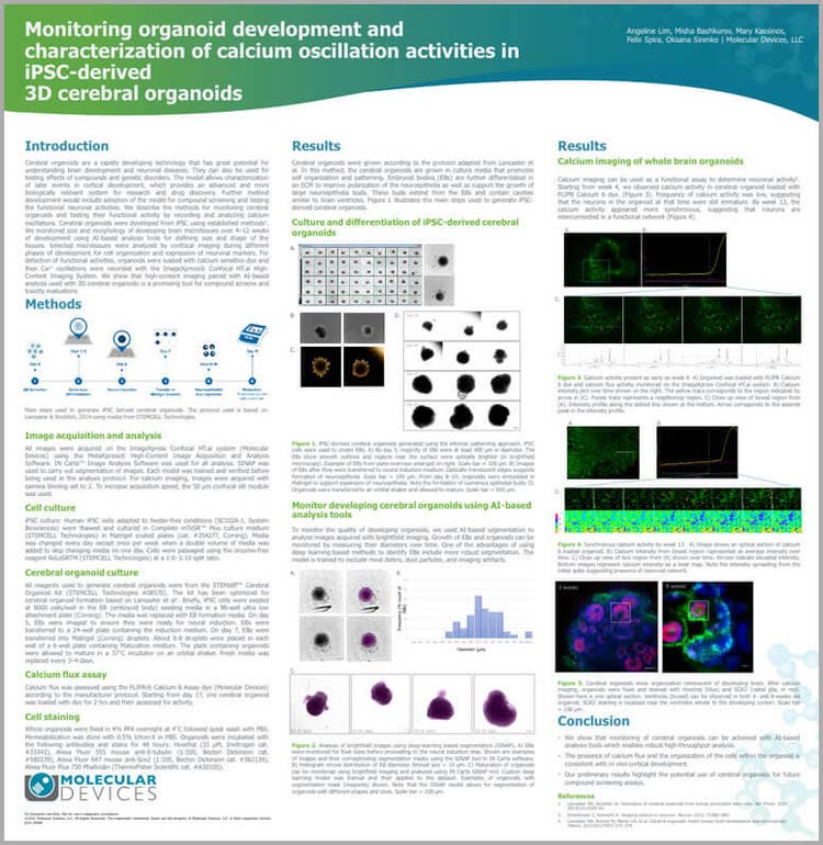 Monitoraggio dello sviluppo di organoidi cerebrali 3D derivati da iPSC