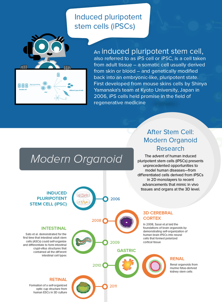 Cellula dello stelo: Ricerca di organoidi moderni