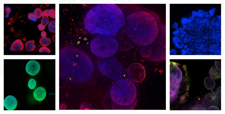 Immagine organoide cellulare