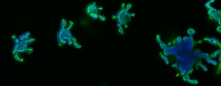 scienza delle cellule staminali