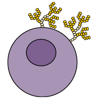 Bioattivo negli umani