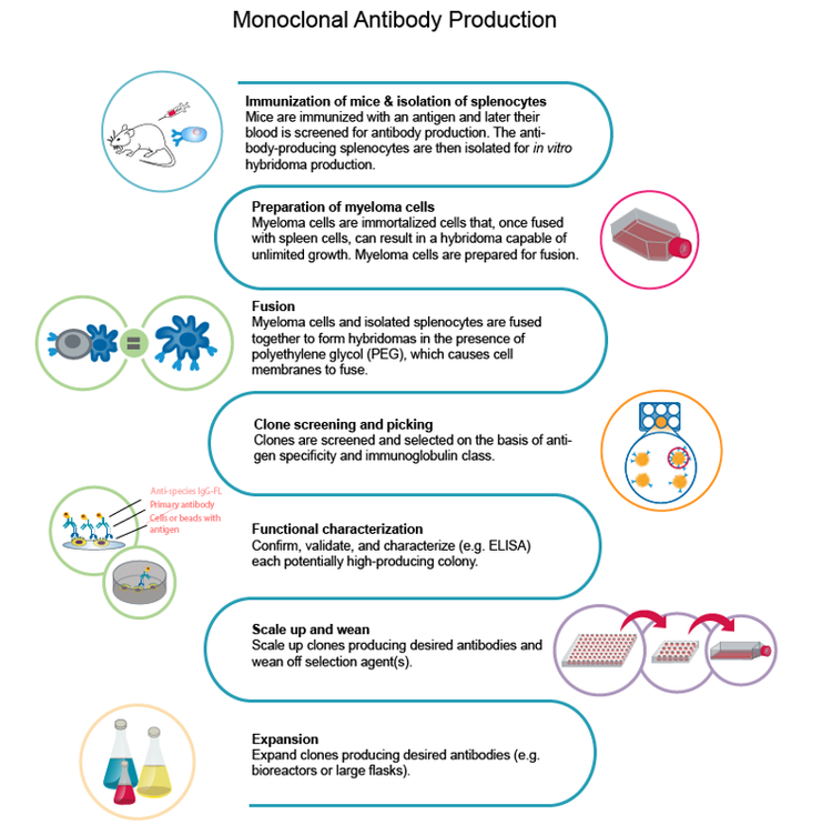 Produzione di anticorpi monoclonali, mAb
