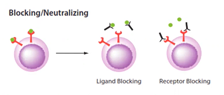 Gli anticorpi neutralizzanti impediscono al virus di entrare nella cellula legandosi alla proteina di picco