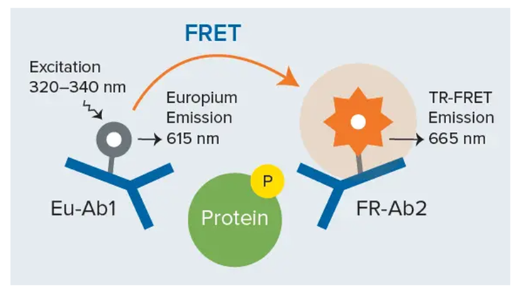 Immunodosaggio a sandwich THUNDER TR-FRET