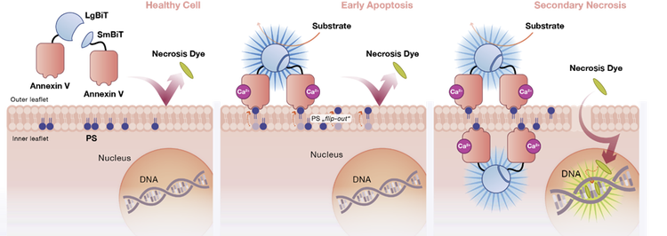 Nelle cellule sane, le proteine di fusione dell’Annessina V-LgBiT e dell’Annessina V-SmBiT (NanoBiT)