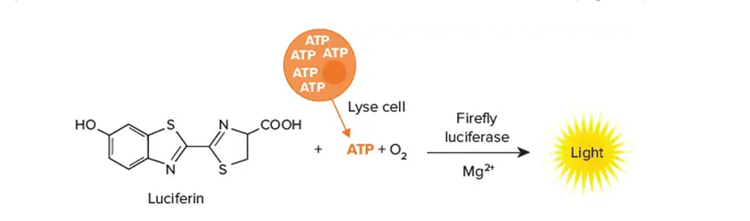Schema del meccanismo di dosaggio della luciferina a base di ATP