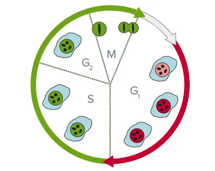 analisi del ciclo cellulare