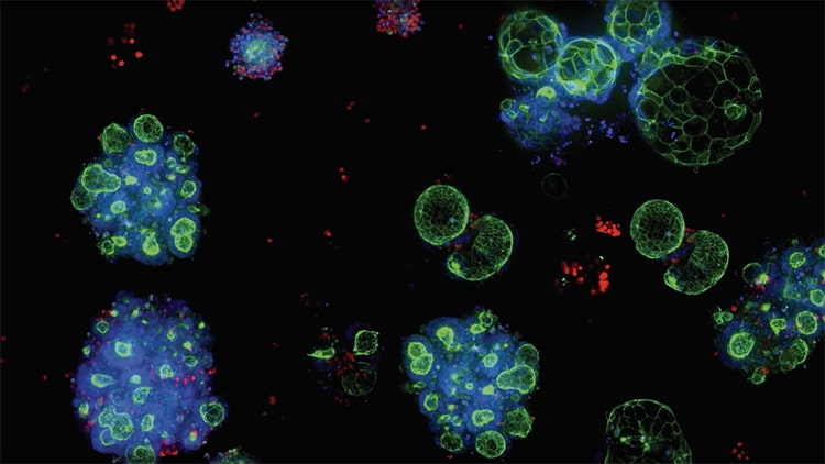 Il futuro della biologia complessa