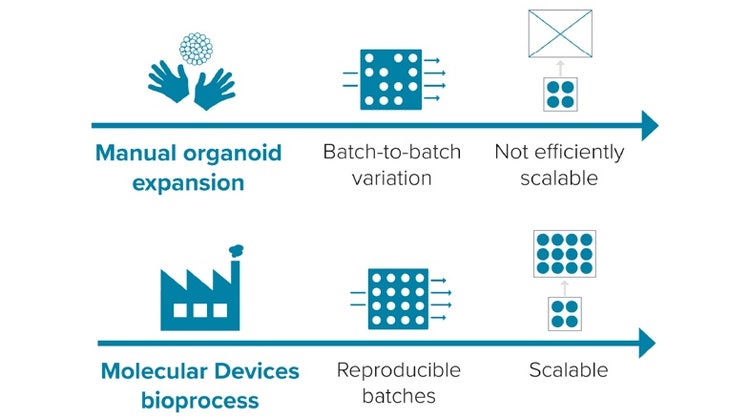 Processo di espansione degli organoidi - efficiente, riproducibile e ampliabile