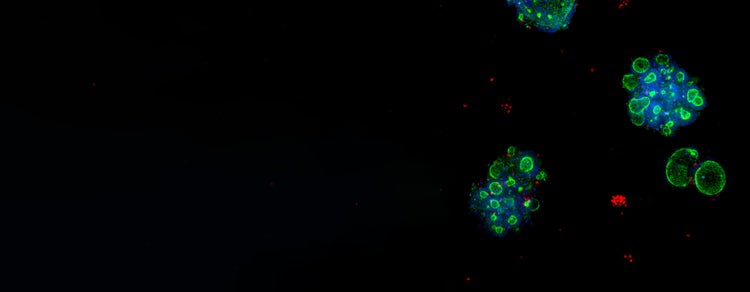 Organoide 3DReady