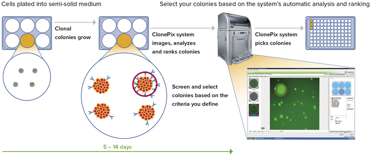 Ridefinizione dello screening e della selezione di cloni