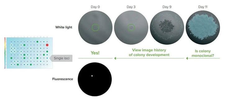 Verifica della monoclonalità con l’imager CloneSelect FL