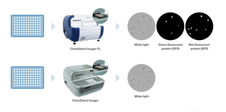 Ottimizzazione del flusso di lavoro per la crescita clonale con l’imager CloneSelect FL
