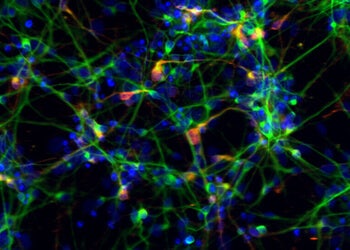 Ricerca sulle cellule staminali