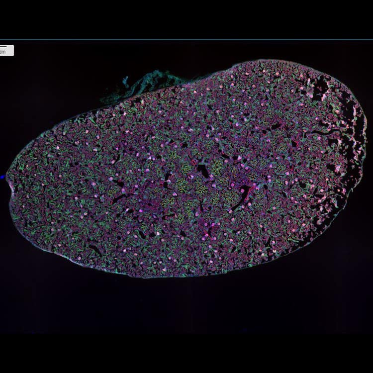 Immagini combinate di rene di topo a un ingrandimento 4X DAPI AF488WGA AF568 falloidina 12 siti