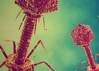 Scoperta di anticorpi mediante phage display