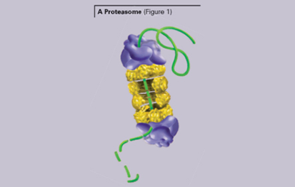 Quantificazione delle proteine Nanoorange