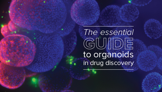 Guida essenziale agli organoidi nella scoperta farmacologica