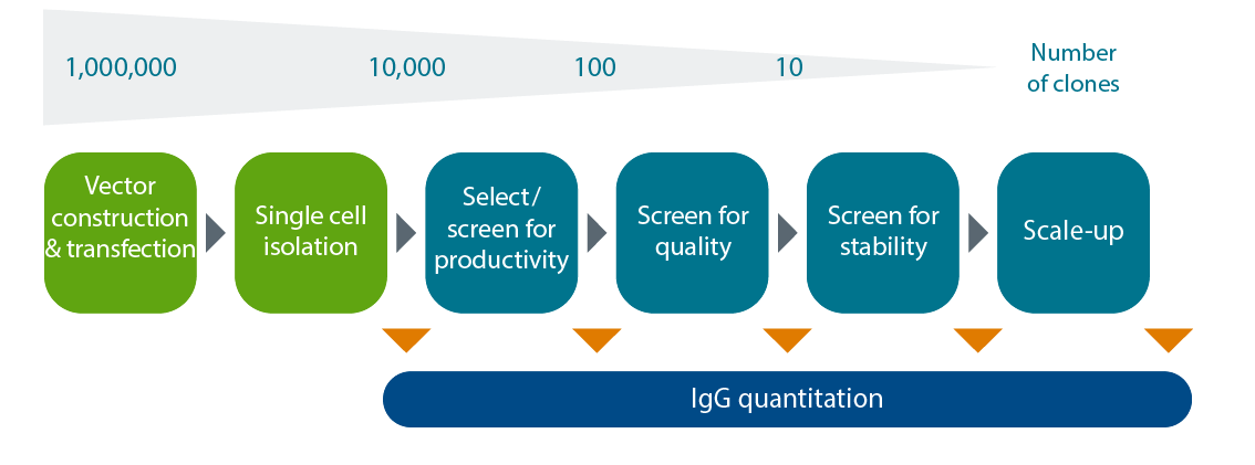 Saggio di quantificazione delle IgG