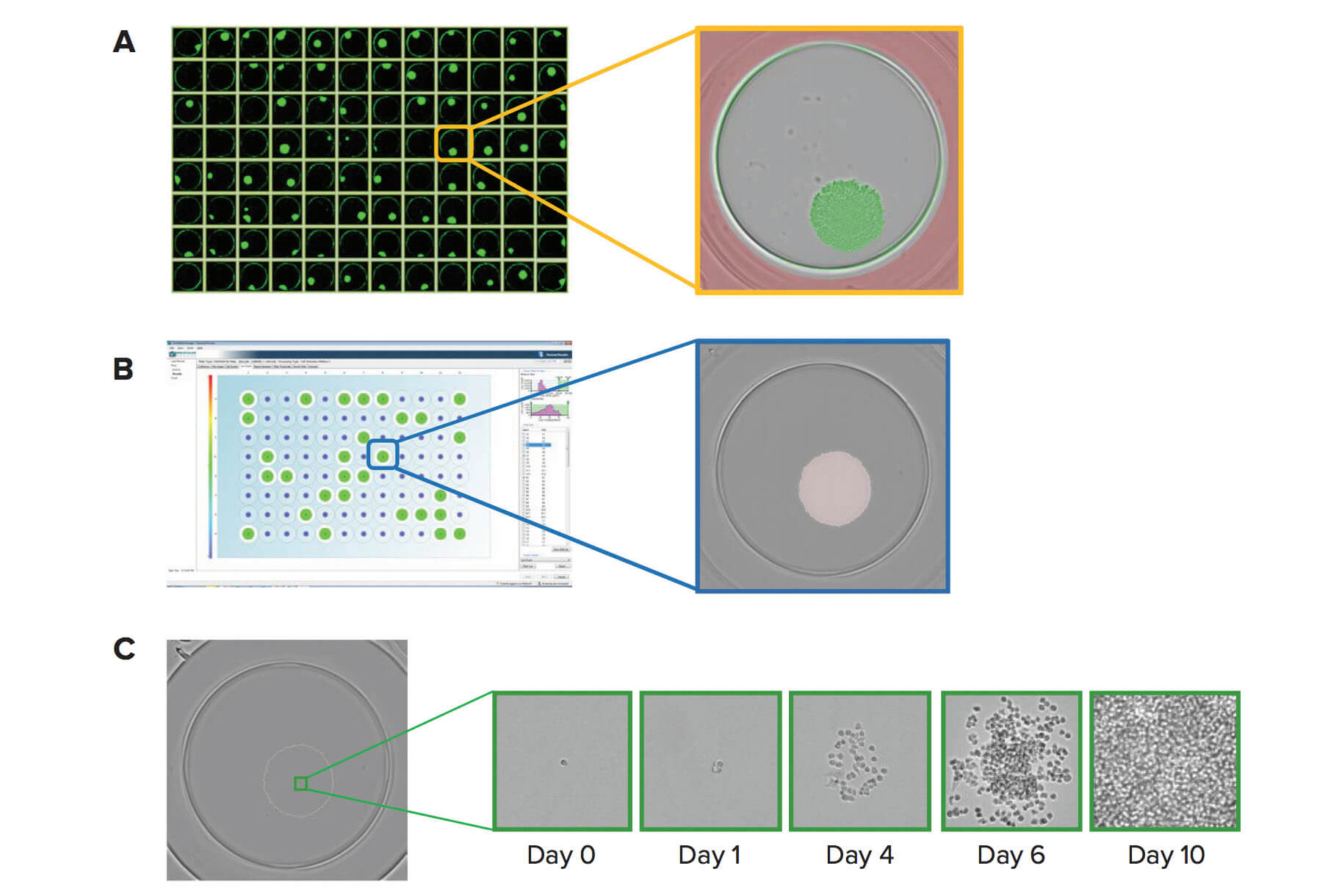 Imaging della micropiastra, caratterizzazione dei cloni e generazione del rapporto