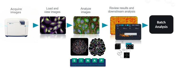 Software di analisi delle immagini IN Carta per l’analisi ad alto rendimento basata sull’apprendimento automatico