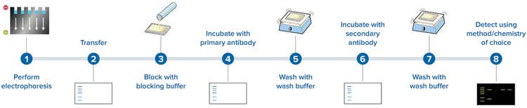 Flusso di lavoro per un saggio di western blot