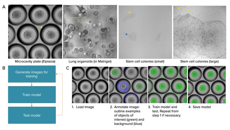 Sono presentati esempi di modelli biologici diversi la cui analisi quantitativa è problematica