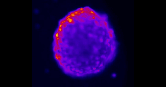 3D models for cardiotoxicity